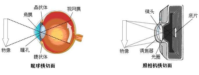 眼睛屈光系统成像与照相机成像原理相似:角膜和晶状体相当于镜头